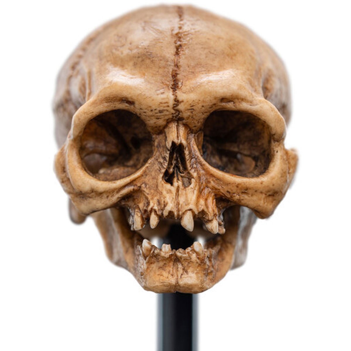 The Lord of the Rings Skull of Gollum Polystone Statue - Image 2