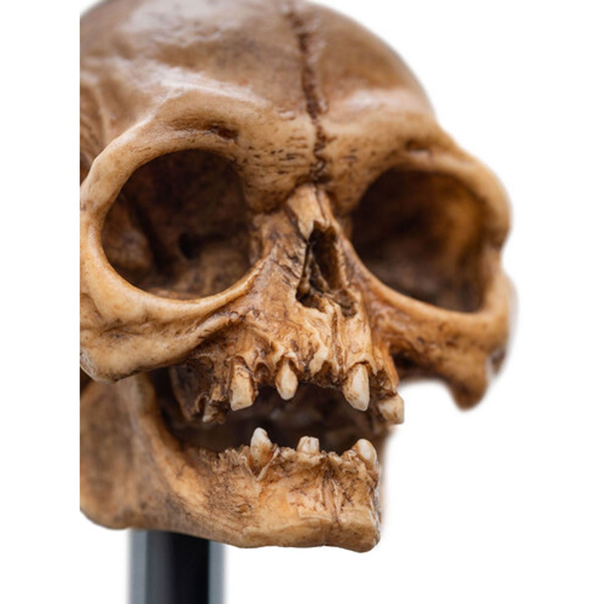 The Lord of the Rings Skull of Gollum Polystone Statue - Image 3