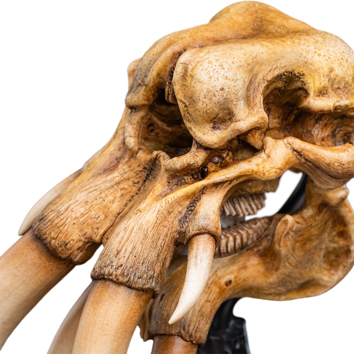 The Lord of the Rings Trilogy Skull of a Mumak Statue - Image 6